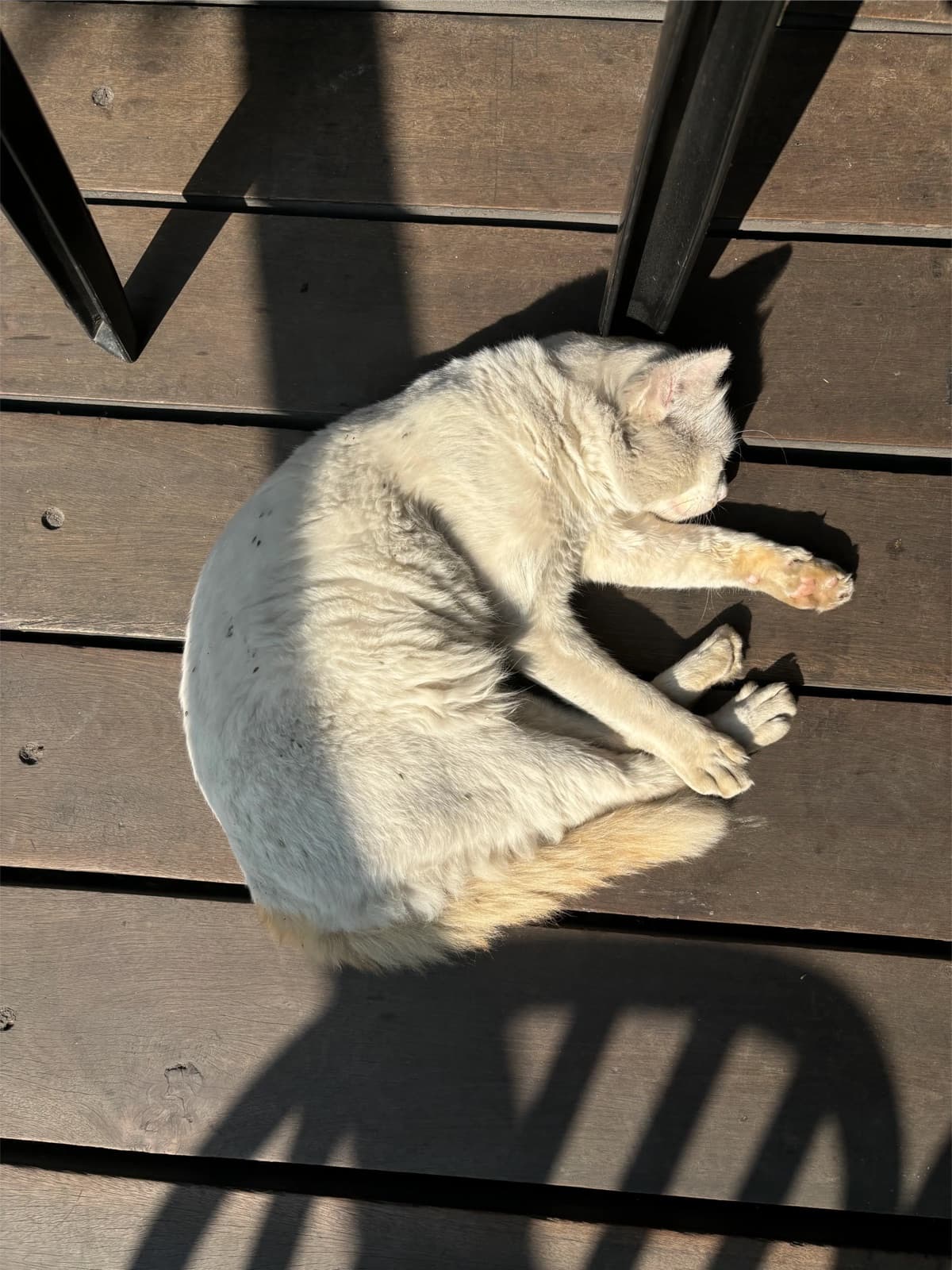 White cat curled up asleep on a deck